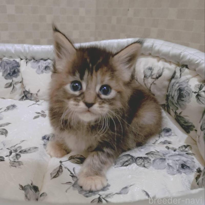 販売中の神奈川県のメインクーン-136363