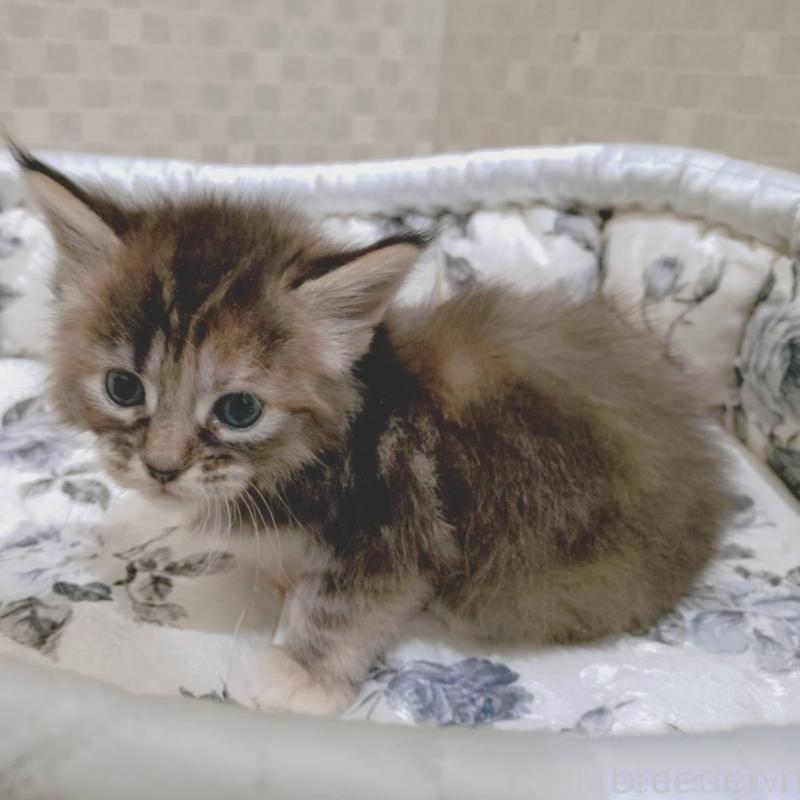 販売中の神奈川県のメインクーン-136363の4枚目