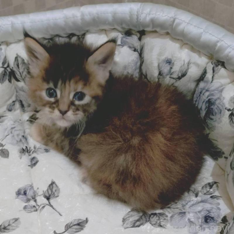 販売中の神奈川県のメインクーン-136363の3枚目