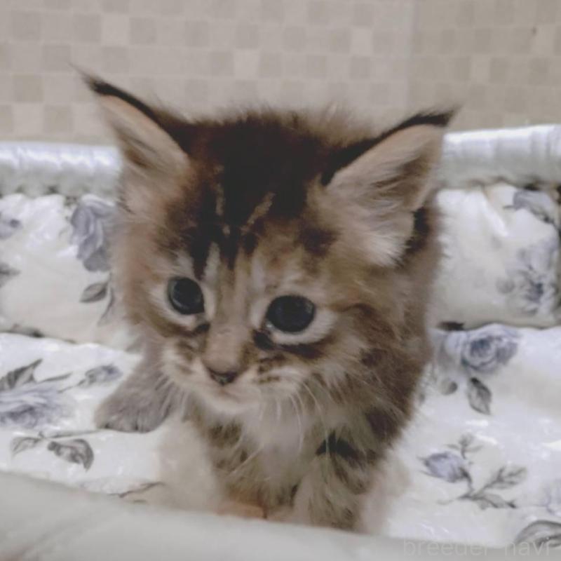 販売中の神奈川県のメインクーン-136363の2枚目