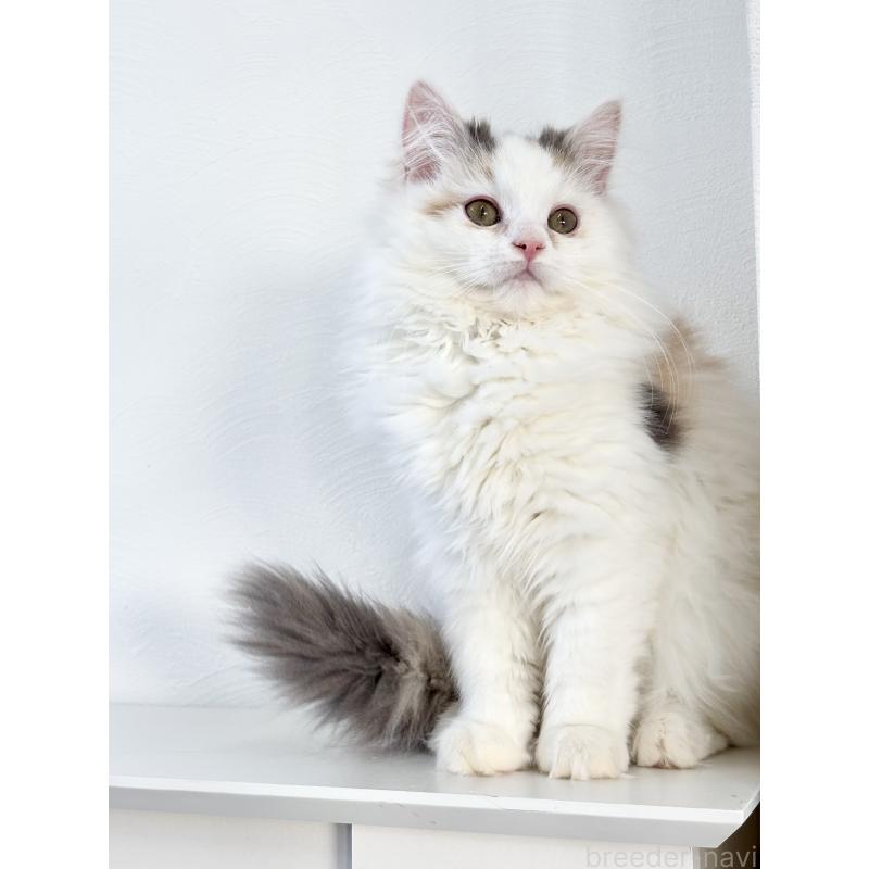 販売中の埼玉県のミックス-135208の8枚目