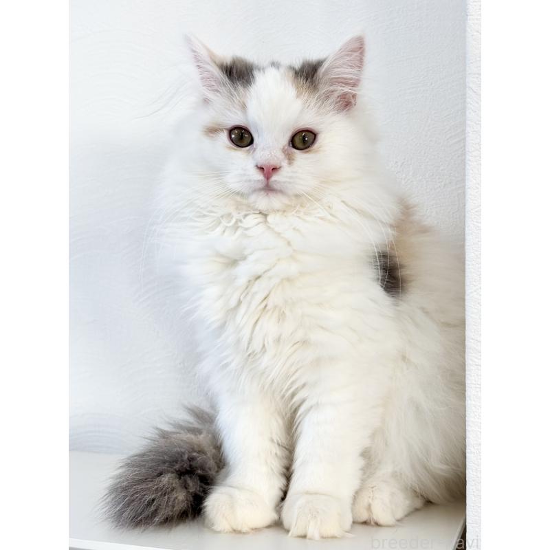 販売中の埼玉県のミックス-135208の6枚目