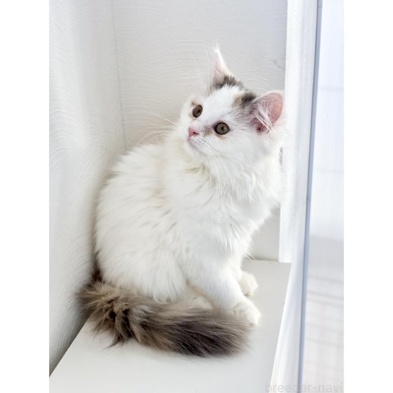 販売中の埼玉県のミックス-135208の5枚目