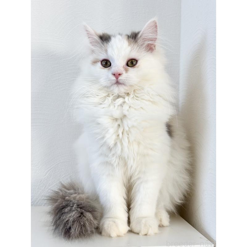 販売中の埼玉県のミックス-135208の4枚目