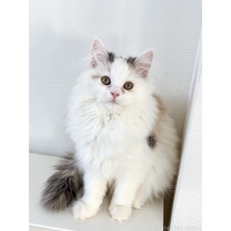 販売中の埼玉県のミックス-135208の3枚目