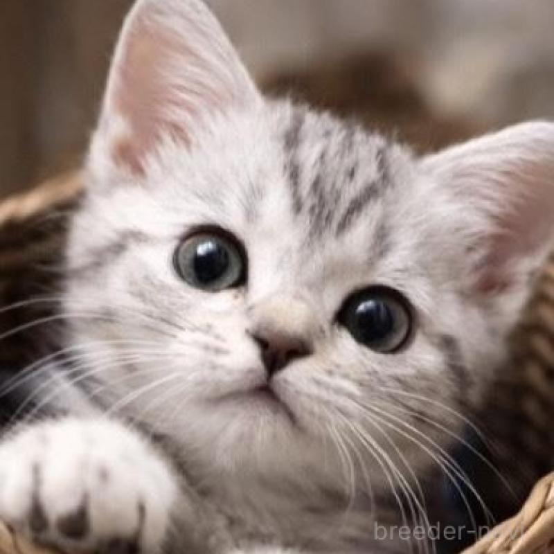 販売中の埼玉県のスコティッシュフォールド-136364の3枚目