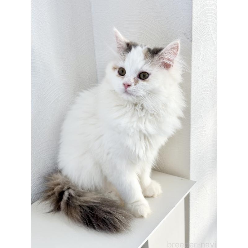 販売中の埼玉県のミックス-135208の2枚目