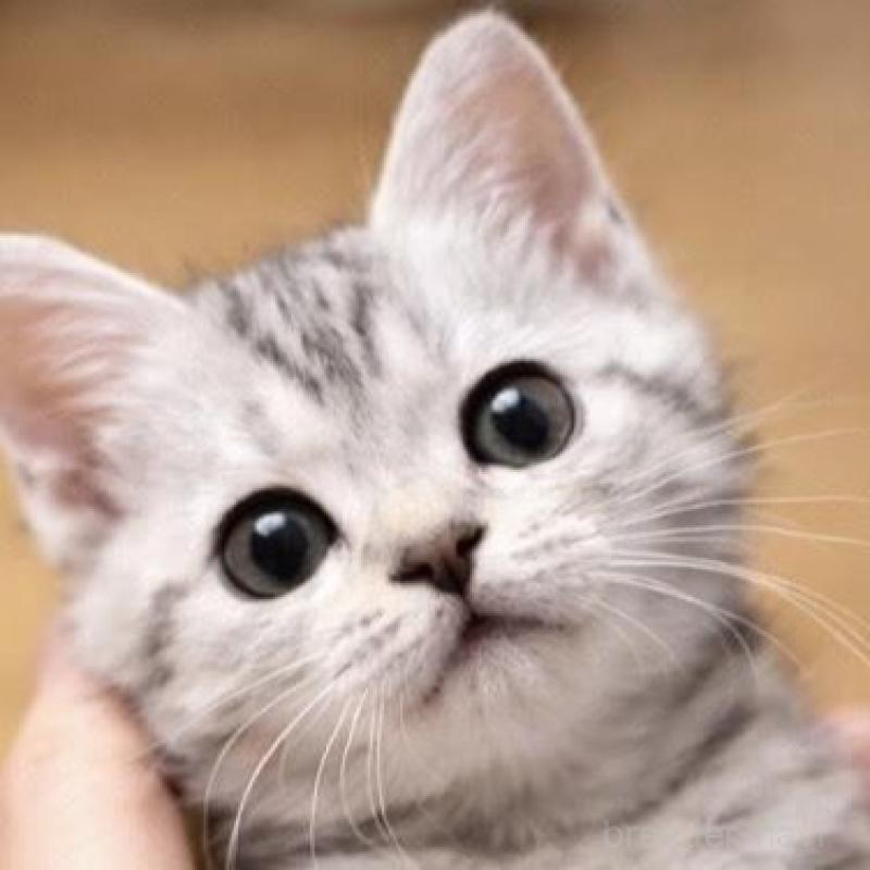 販売中の埼玉県のスコティッシュフォールド-136364の1枚目