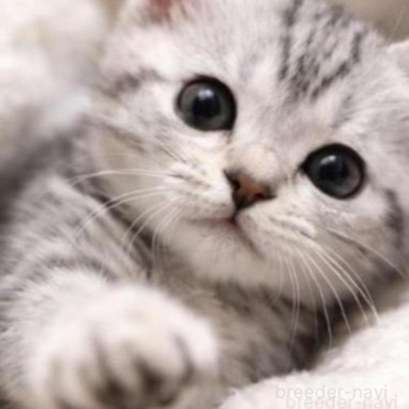 販売中の埼玉県のスコティッシュフォールド-136364の2枚目