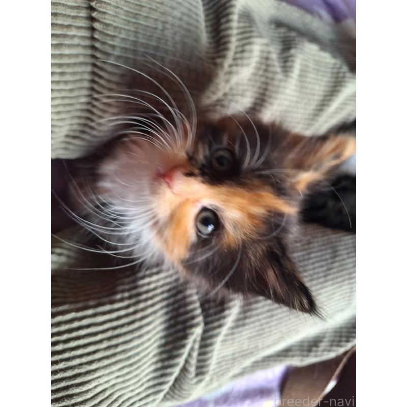 販売中の京都府のメインクーン-136066の8枚目