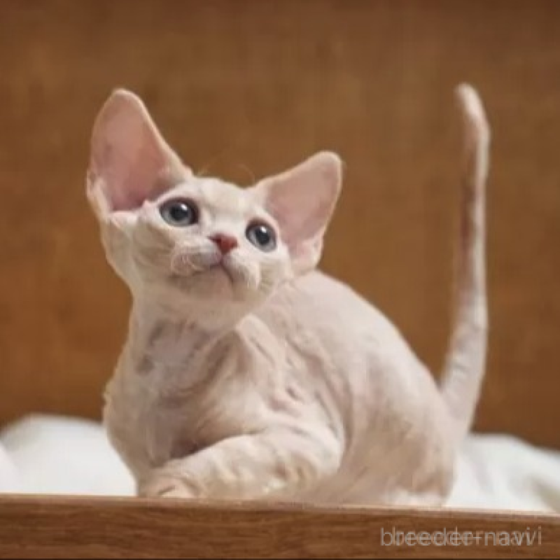 販売中の香川県のデボンレックス-136365の2枚目