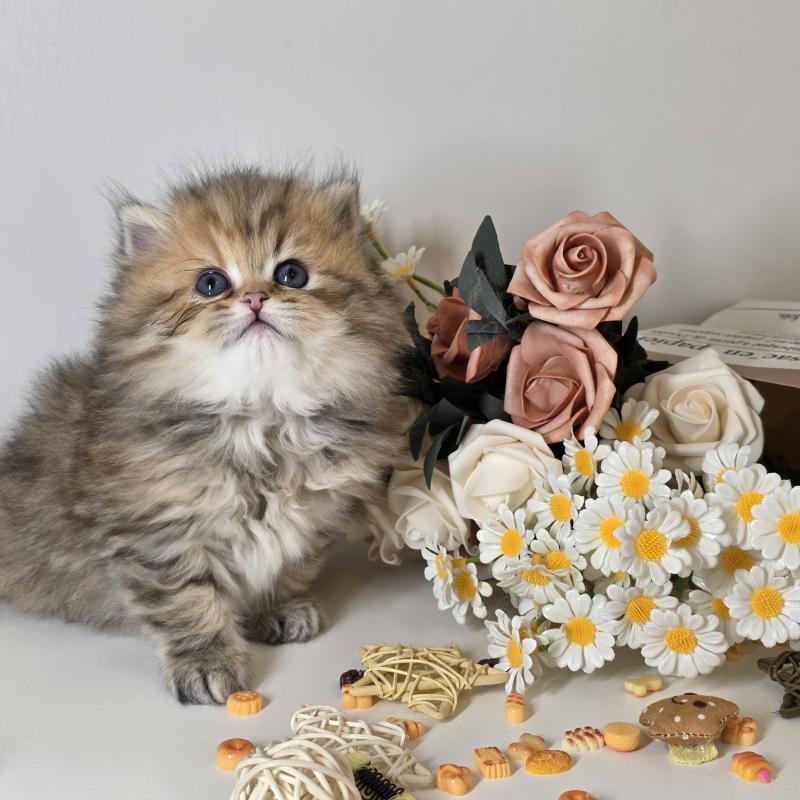 販売中の東京都のブリティッシュロングヘア-134079の8枚目