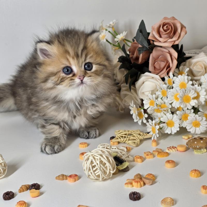 販売中の東京都のブリティッシュロングヘア-134079の7枚目