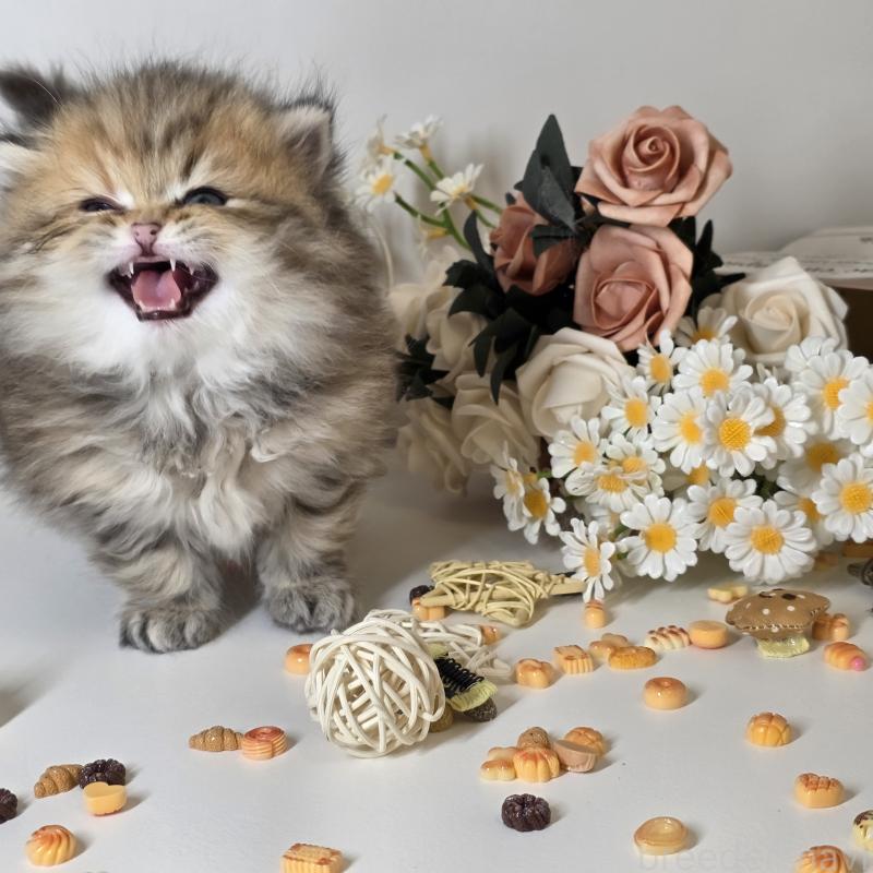 販売中の東京都のブリティッシュロングヘア-134079の6枚目