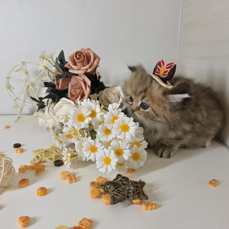 販売中の東京都のブリティッシュロングヘア-134079の5枚目