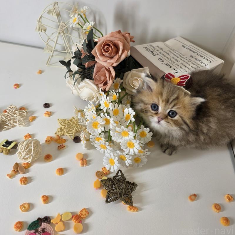 販売中の東京都のブリティッシュロングヘア-134079の4枚目