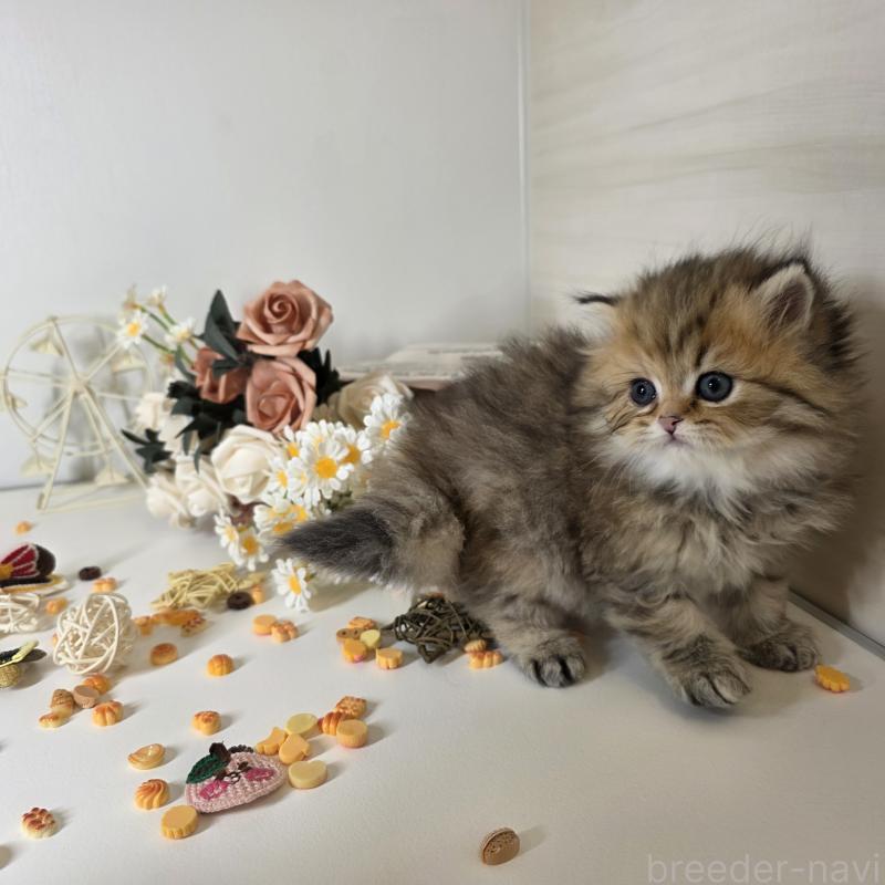 販売中の東京都のブリティッシュロングヘア-134079の3枚目