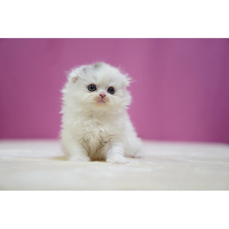 成約済の埼玉県のスコティッシュフォールド(折れ耳)-136064の6枚目