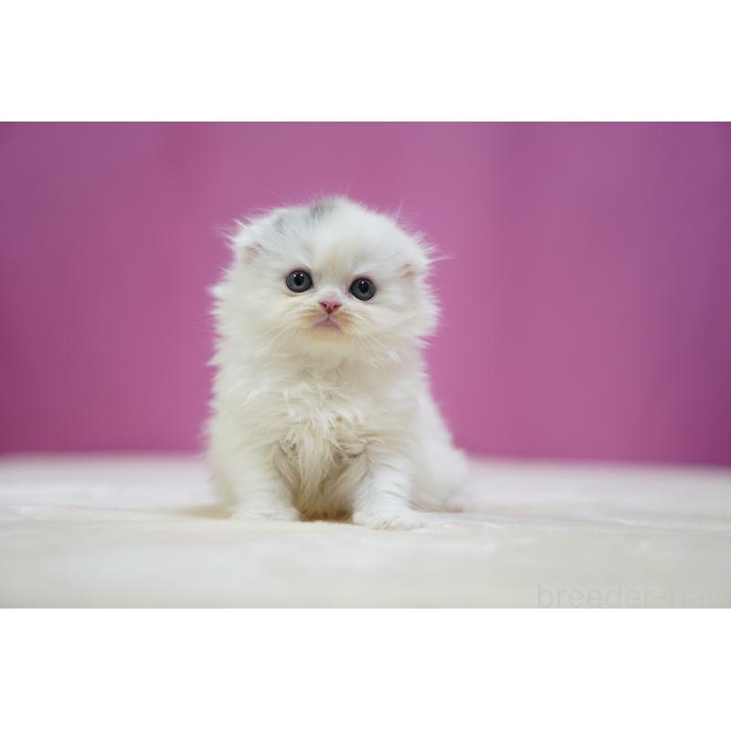 成約済の埼玉県のスコティッシュフォールド(折れ耳)-136064の4枚目