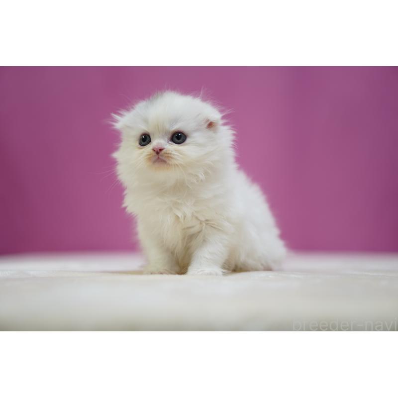 成約済の埼玉県のスコティッシュフォールド(折れ耳)-136064の3枚目