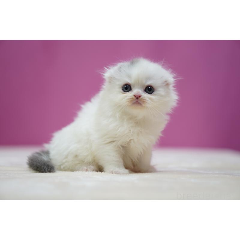 成約済の埼玉県のスコティッシュフォールド(折れ耳)-136064の2枚目