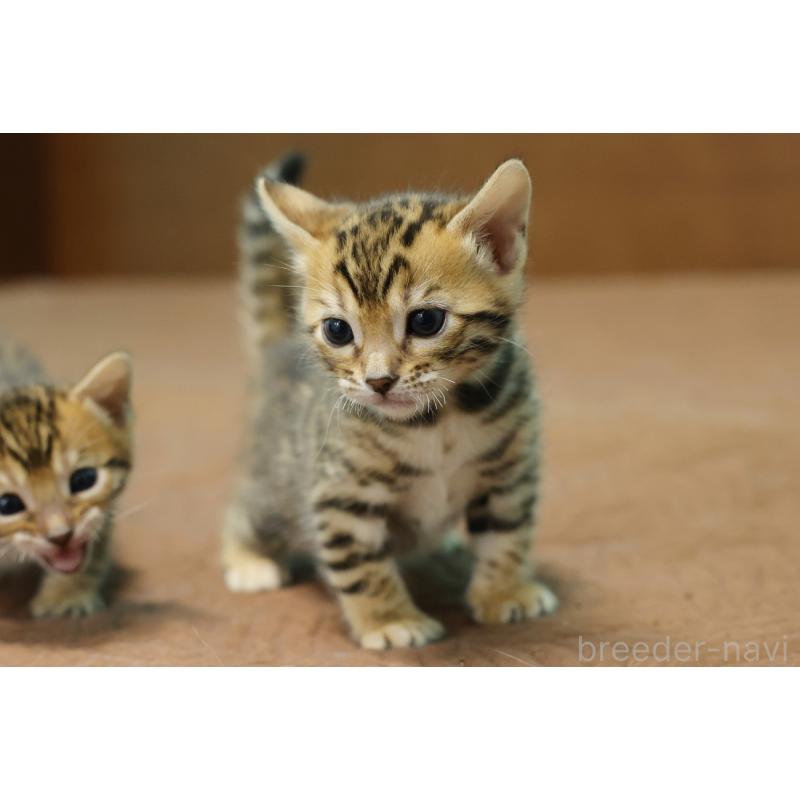 販売中の大阪府のベンガル-136317の8枚目