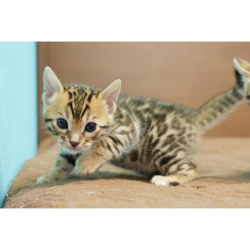 販売中の大阪府のベンガル-136317の6枚目