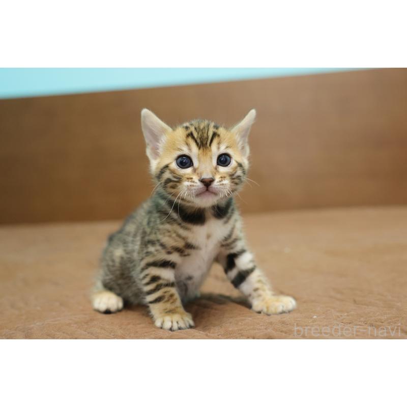 販売中の大阪府のベンガル-136317の4枚目