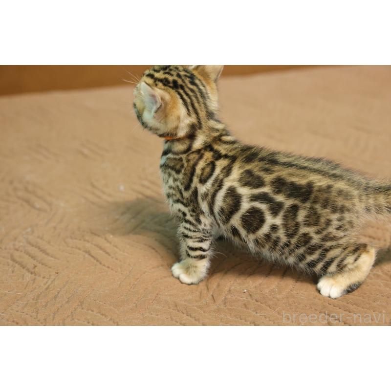 販売中の大阪府のベンガル-136317の3枚目