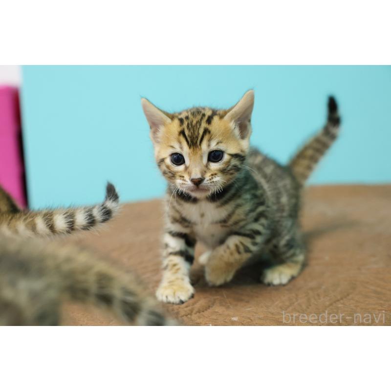 販売中の大阪府のベンガル-136317の2枚目