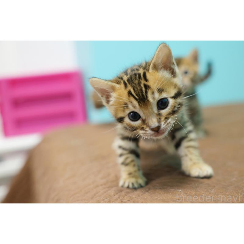 販売中の大阪府のベンガル-136314の7枚目