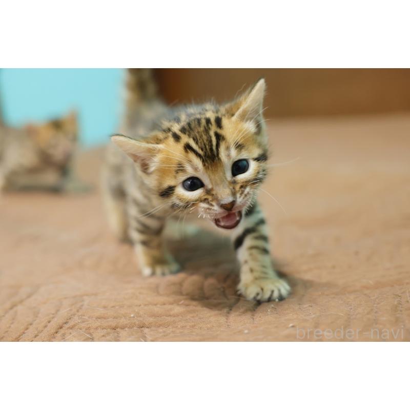 販売中の大阪府のベンガル-136314の6枚目