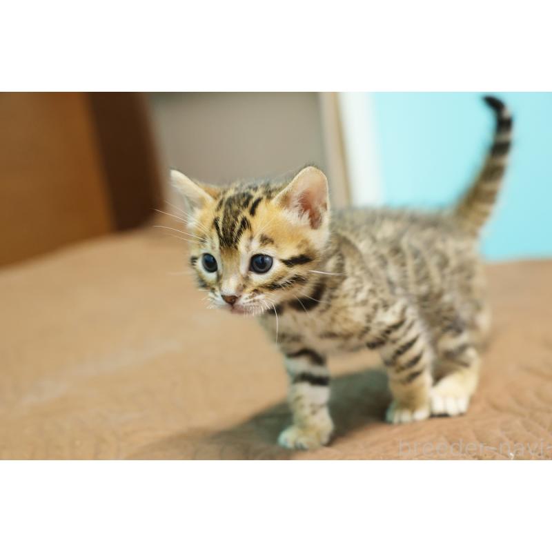 販売中の大阪府のベンガル-136314の5枚目