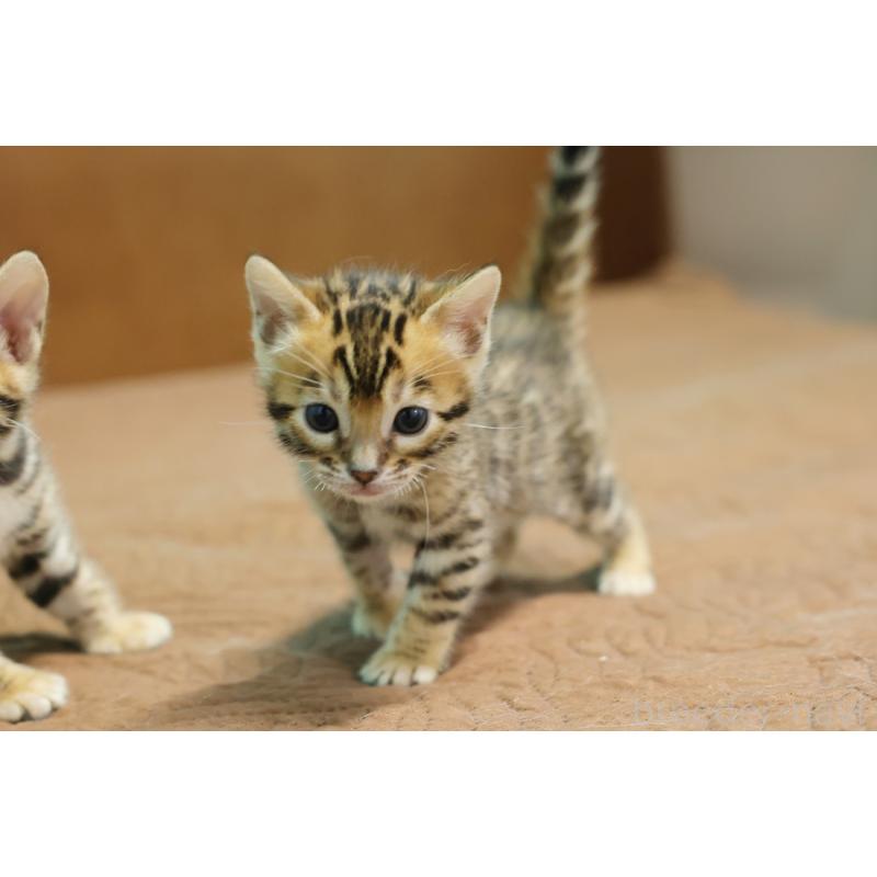 販売中の大阪府のベンガル-136314の3枚目