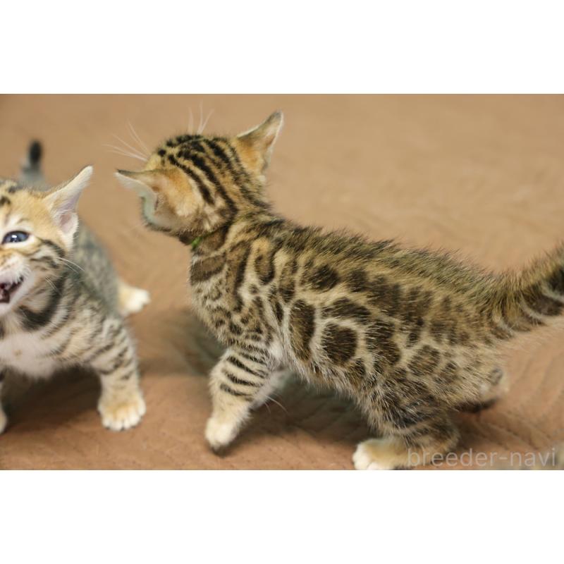 販売中の大阪府のベンガル-136314の4枚目