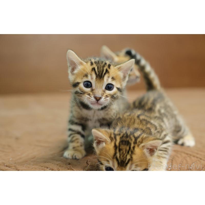 販売中の大阪府のベンガル-136314の2枚目