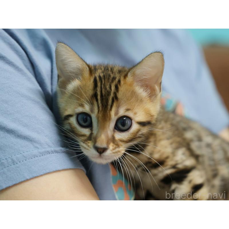 販売中の大阪府のベンガル-136321の6枚目