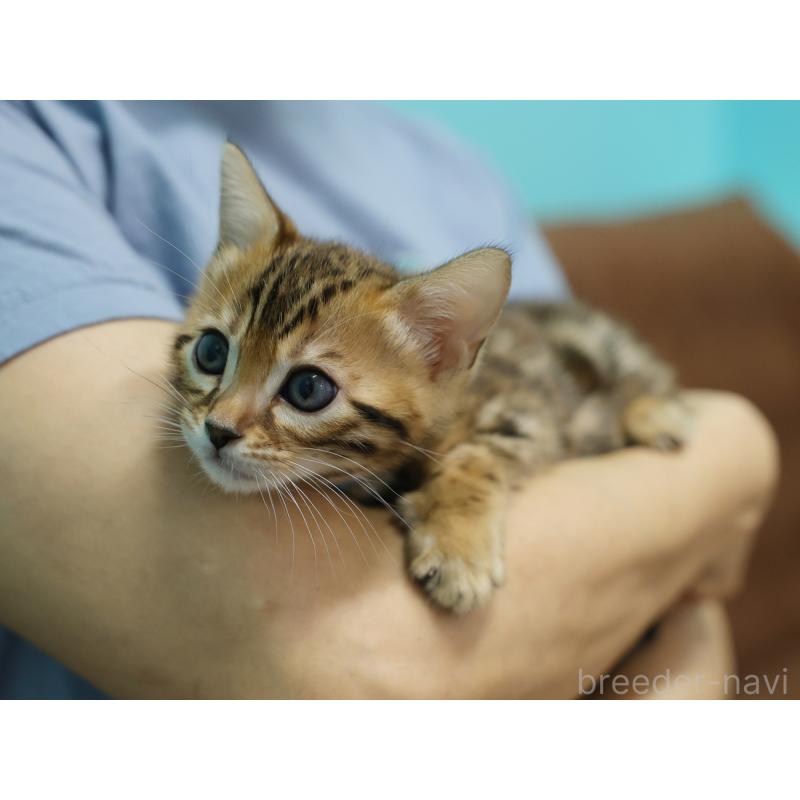 販売中の大阪府のベンガル-136321の5枚目