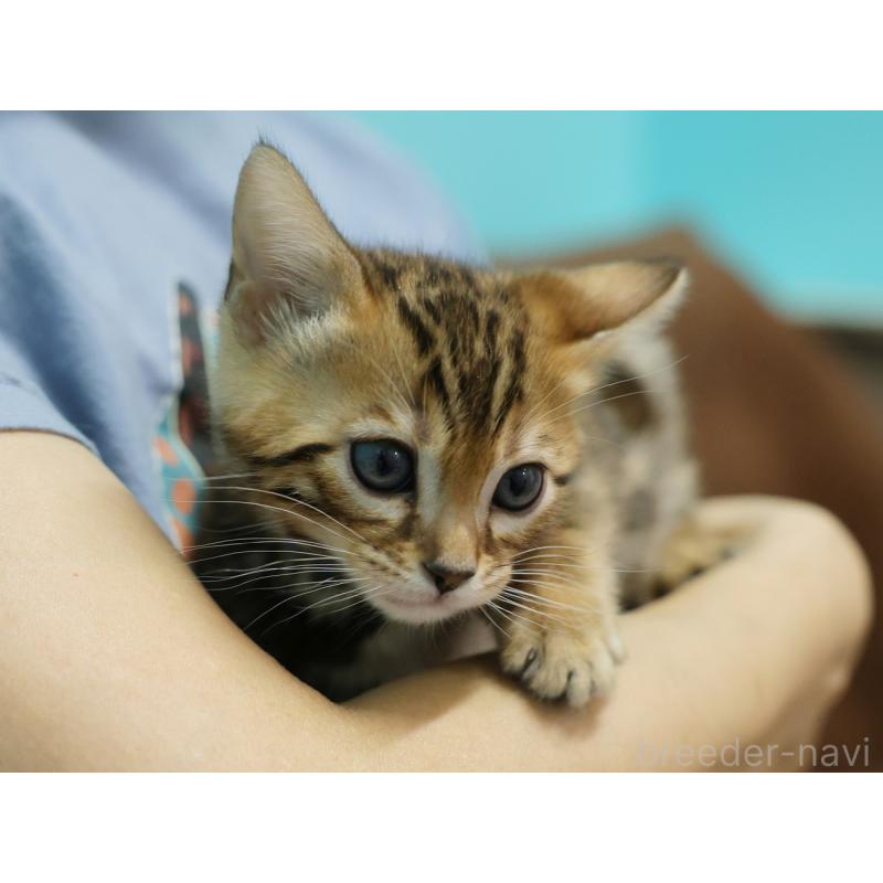 販売中の大阪府のベンガル-136321の4枚目