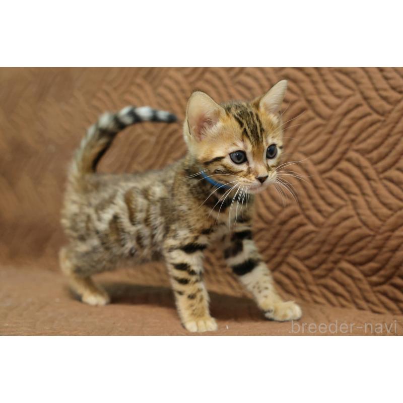 販売中の大阪府のベンガル-136321の3枚目