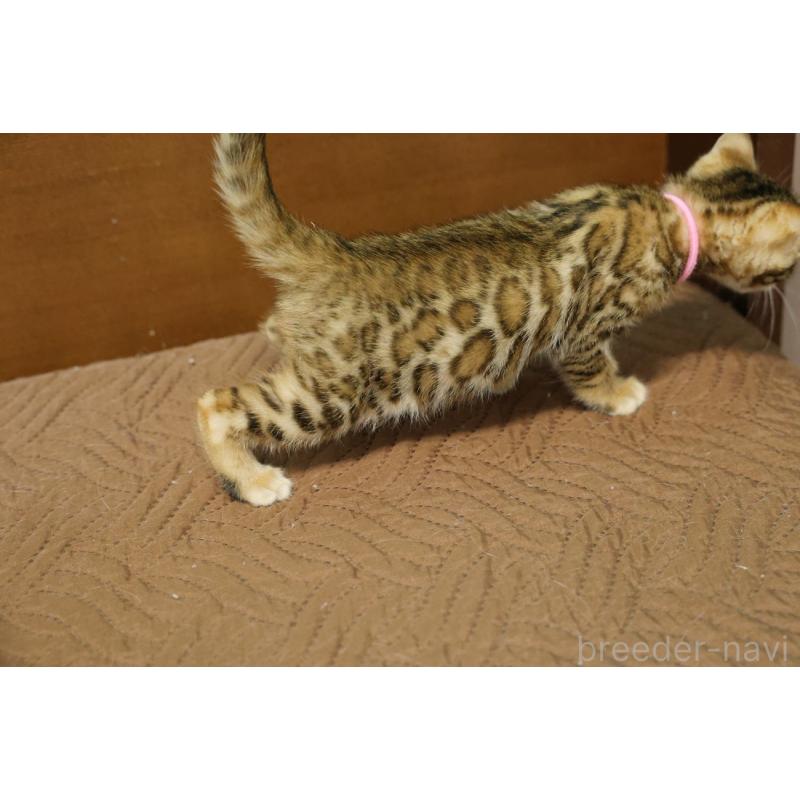 販売中の大阪府のベンガル-136319の5枚目