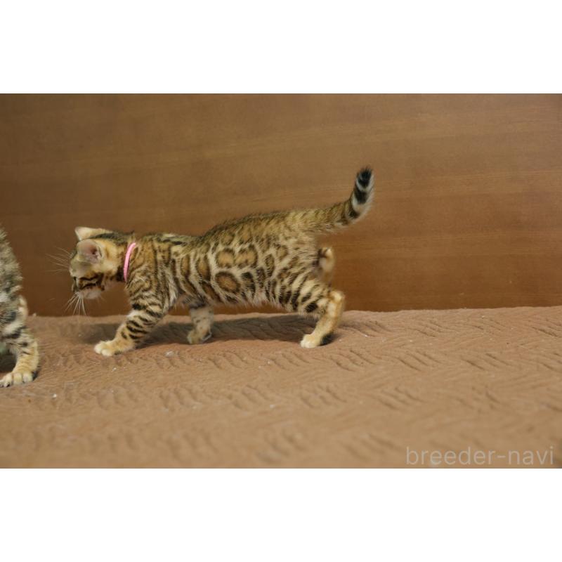 販売中の大阪府のベンガル-136319の4枚目