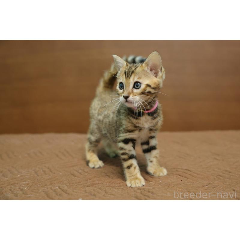 販売中の大阪府のベンガル-136319の3枚目