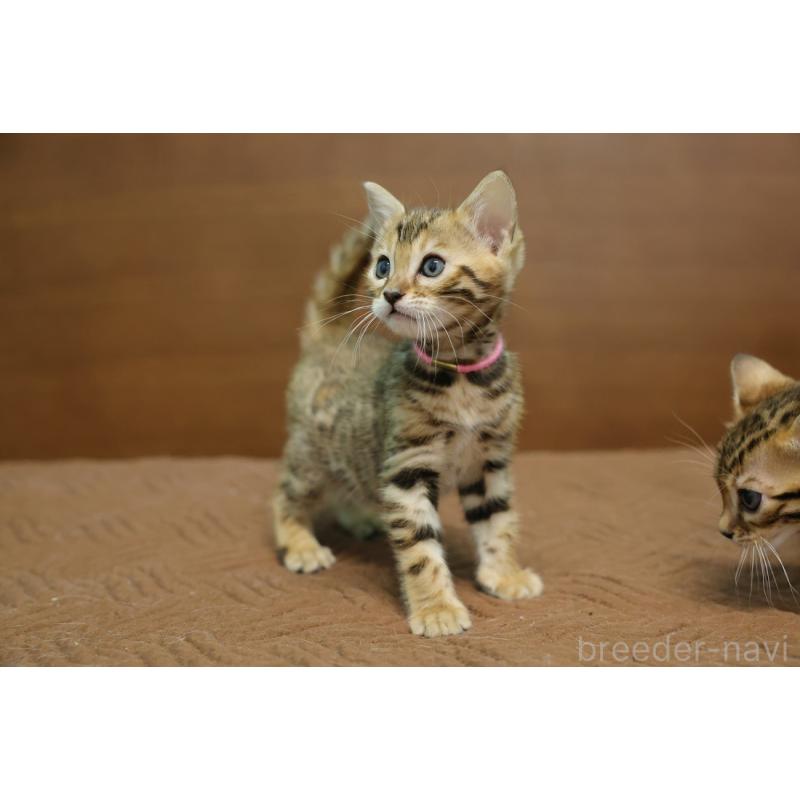 販売中の大阪府のベンガル-136319の2枚目