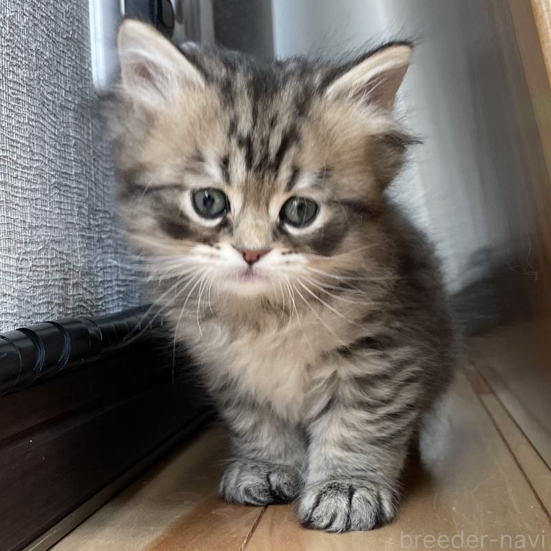 販売中の愛知県のミヌエット-134738