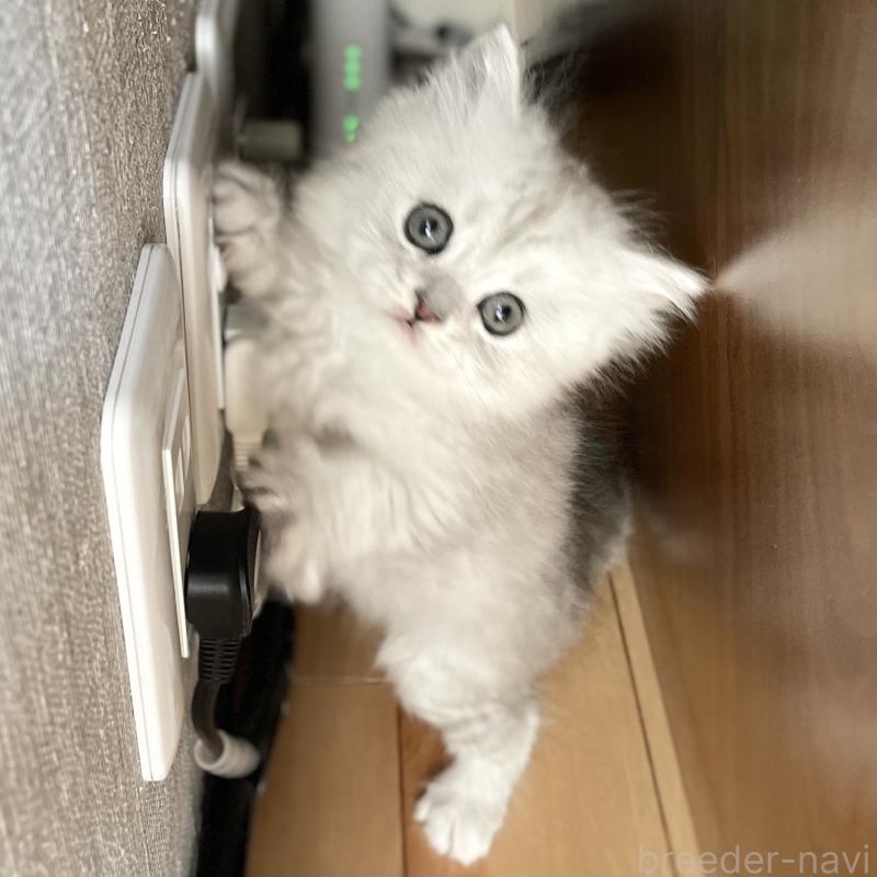 販売中の愛知県のミヌエット-134741