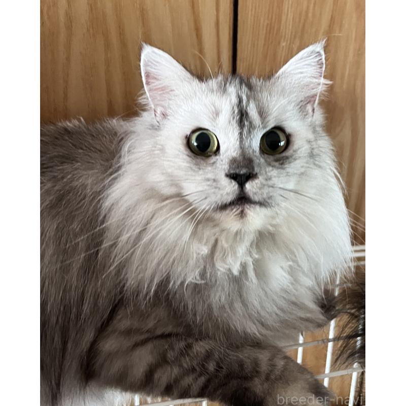 販売中の大阪府のサイベリアン-126428の2枚目