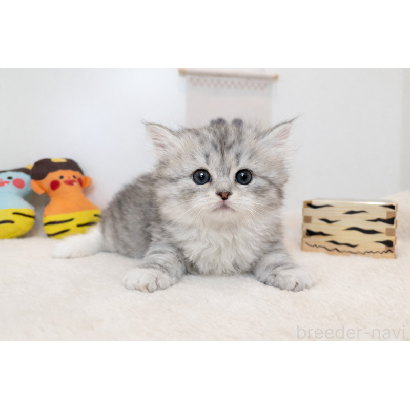 販売中の山口県のサイベリアン-136366の2枚目