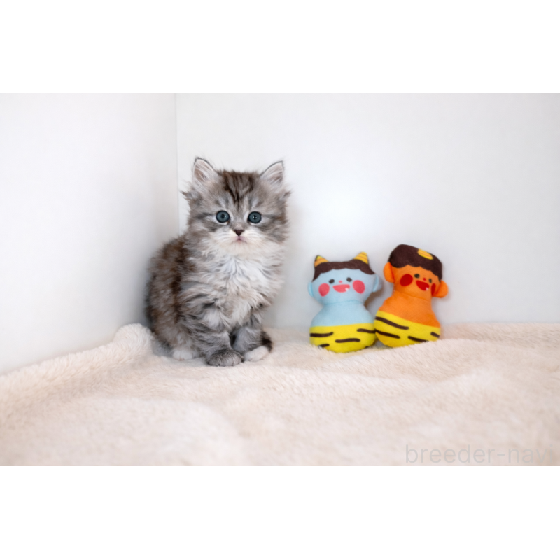 販売中の山口県のサイベリアン-136367の2枚目