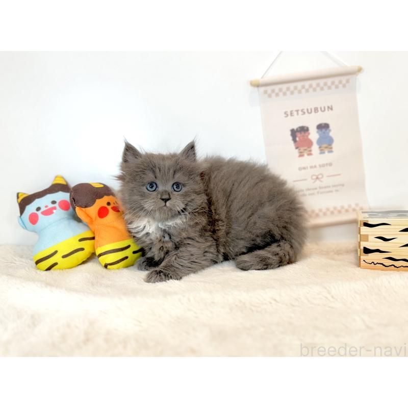 販売中の山口県のサイベリアン-136368の2枚目